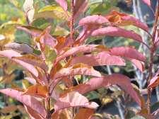 40 Prunus virginiana Canada Red Canada Red Chokecherry This is an elegant rounded tree with clusters of white