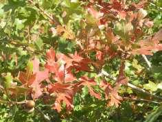 Quercus gambelii Gambel s Oak This is a large shrub to a small tree with glossy green leaves and yellow, orange