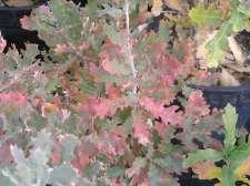 Quercus turbinella Live Oak Ht: 6-10 Mature Spread: 6-10 Shape: Mounding Flower Color: Inconspicuous Yellow Hardiness: Zone 5 Quercus undulata