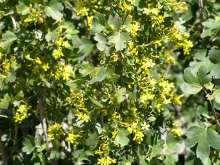 45 Rhus typhina Laciniata Cutleaf Staghorn Sumac Ht: 6-8 Mature Spread: 6-12 Shape: Upright Spreading Flower Color: