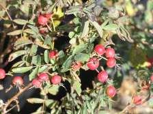 shrub with thorny red twigs. They have fragrant pink flowers in summer followed by bright red rose hips in fall.
