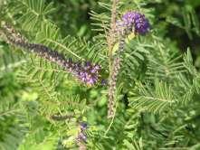 5 Amorpha canescens Leadplant This is a medium sized shrub with delicate lacy leaves and purple flowers with orange