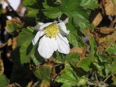 50 Rubus deliciosus Thimble Berry, Boulder Raspberry This is an arching shrub round lobed bright green