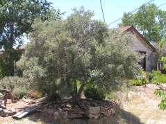 argentea Silver Buffaloberry This is a tall shrub or small tree with bright silver leaves and small yellow flowers.