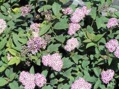 53 Spirea japonica Froebeli Froebel Spirea This is a low growing mounding shrub with clusters of reddish-pink flowers in late spring. They have purplish fall color.