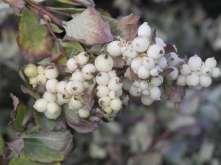 Symphoricarpos alba White Snowberry This is an arching shrub with blue to green leaves and pink to white flowers in spring followed by white berries.