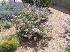 Syringa patula Miss Kim Lilac This is a rounded shrub with dark green foliage and pale lavender blue fragrant flowers.