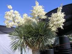 59 Yucca harrimaniae Harriman s Yucca This is a clump forming shrub with curly spiky leaves and thin white threads creating a silver cloud.