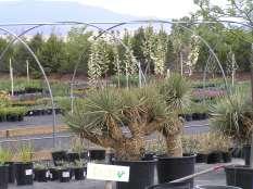 Availability Yucca thompsoniana Thompson Yucca This is a low branching tree forming yucca with gray green leaves.