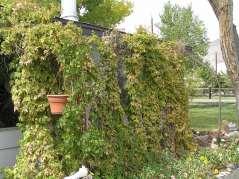 English Ivy prefers shade in our hot sunny climate, and can be used as a ground cover.