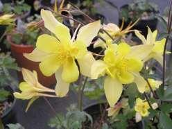 Aquilegia chrysantha Golden Columbine This Columbine produces large fragrant bright yellow flowers which bloom all summer. They are native to hanging gardens of Colorado, Utah, and New Mexico.