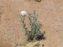 68 Argemone polyanthemos Prickly Poppy This perennial has blue green spiny leaves and large white flowers.