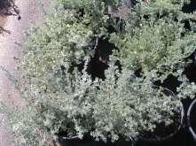 Argemone polyanthemos Prickly Poppy Ht: 2-4 Mature Spread: 1-2 Flower Color: White Very Artemisia frigida Fringed Sage This is a mound