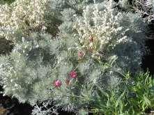 Artemisia schmidtiana Silver Mound Sage This is a low growing mound forming perennial with fragrant finely cut