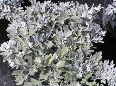 69 Artemisia schmidtiana Silver Mound Ht: 12-18 Mature Spread: 18-24 Flower Color: yellow, insignificant Artemisia