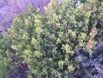 7 Arctostaphylos x coloradoensis Mock Bearberry This is a dense