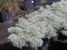 a medium sized bushy shrub with fragrant silver finely cut foliage.