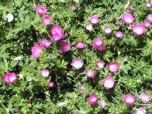 71 Callirhoe involucrata Poppy Mallow, Winecups This is a low growing perennial with burgundy cup shaped
