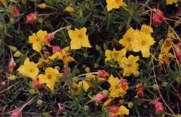 Callirhoe involucrata Poppy Mallow Ht: 6-8 Mature Spread: 4-6 Flower Color: Burgundy Calylophus hartwegii
