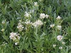 72 Centranthus ruber alba White Valerian This is a tall bushy perennial with blue green leaves