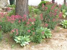 blue green leaves and red to pink flowers. They are very drought tolerant.