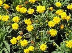 Coreopsis grandiflora Sunray Dwarf Double Coreopsis This is a medium sized perennial with bright green leaves and vivid