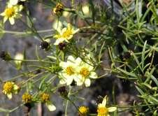 Coreopsis verticillata Moonbeam Coreopsis This is a rounded mound of bright thread like green
