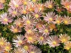 77 Delosperma Kelaidis Mesa Verde Iceplant This is a compact ground cover with salmon pink flowers.