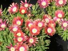 Delosperma dyeri Psdold Red Mountain Iceplant This is a low growing ground cover with red flowers