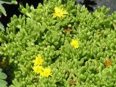 78 Delosperma nubigenum Hardy Yellow Iceplant This is a low growing ground cover with bright yellow flowers early summer and again in fall.