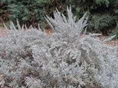Artemisia cana Silver Sage This is a medium sized mounding evergreen shrub with brilliant silver foliage.