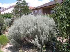8 Artemisia cana Ht: 2-5 Mature Spread: 2-3 Shape: Mounding Flower Color: Yellow Silver Sage Artemisia filifolia Sand Sage This is a silver grey