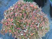 82 Eriogonum umbellatum Kannah Creek Ht: 6-8 Mature Spread: 1-2 Flower Color: Sulfur Yellow Eriogonum jamesii Creamy