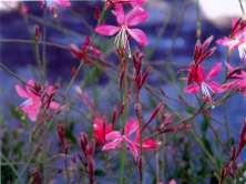 Gaura lindheimeri Pink Pink Whirling Butterflies This is a tall perennial with slender green to red leaves and soft pink flowers that resemble butterflies. 86 Gaura l.