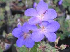Geranium Johnson s Blue Blue Cranesbill This is a large perennial with gray