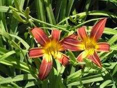91 Hemerocallis Lady Eva Lady Eva Daylily This is a grass like perennial with bright green leaves and stunning rust