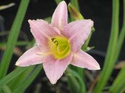 Hemerocallis Wine Time Wine Time Daylily This is a clump forming perennial with rose wine colored