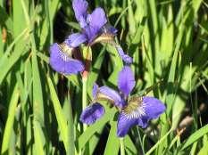 Hymenoxis acaulis Angelita Daisy Ht: 12-18 Mature Spread: 1-2 Flower Color: Yellow Very Iris siberica Caesar s Brother Iris This Iris has numerous deep purple flowers.