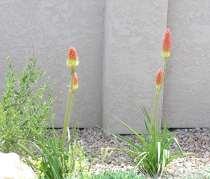Kniphofia uvaria Pfitzeri Red Hot Poker Dense spike like leaves with large red/yellow flower spike.