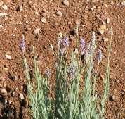 Lavandula ang. Munstead English Lavender This is a medium sized perennial with slender grayish green evergreen leaves and lavender to blue flowers. 95 Lavandula ang.