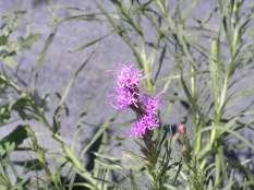 97 Liatris punctata Native Gayfeather This is a tall perennial with silver green leaves and spike like