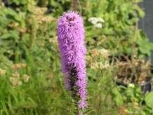 Liatris punctata Native Gayfeather Ht: 12-18 Mature Spread: 6-12 Flower Color Light Purple Liatris spicata