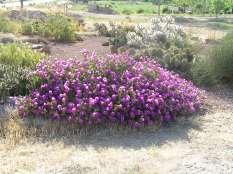 99 Mirabilis multiflora Desert 4 O Clock Ht: 2-3 Mature Spread: 2-6 Flower Color: Magenta Very Monarda fistula mentha