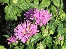 Ht: 203 Mature Spread: 18-24 Flower Color: Lavender Hardiness: Zone Monarda Petite Delight Petite Delight Bee Balm This is