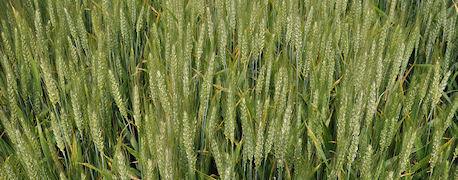 24 Growing Malting Wheat Same practices as barley
