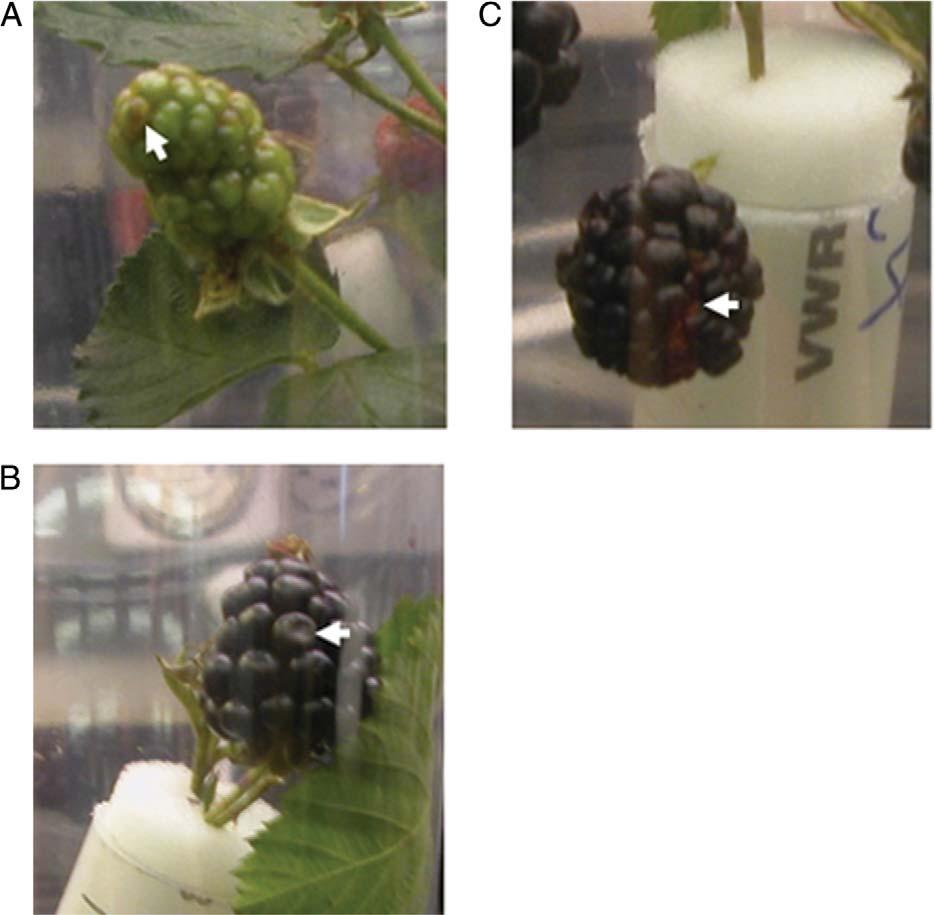 April 2013 BRENNAN ET AL.: STINK BUGS IN BLACKBERRY 919 Fig. 7. Stink bug injury to berries. (A) Discoloration of green berry. (B) Ripe berry with misshapen drupelet. (C) Discoloration of ripe berry.