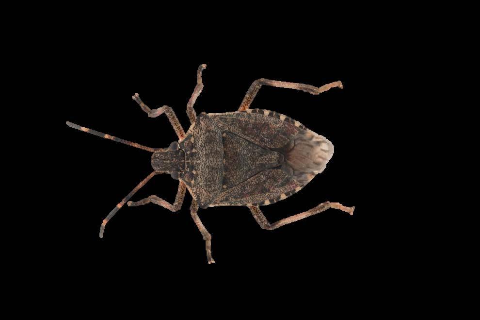 How to Identify and Manage Brown Marmorated Stink Bug (Halyomorpha halys) Paul