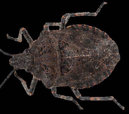 Rough Stink Bug Brochymena quadripustulata (Fabricius) Habitat: