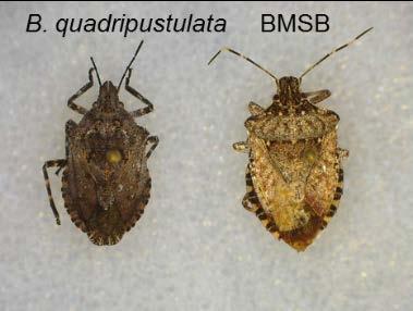 Rough Stink Bug Brochymena quadripustulata (Fabricius) Habitat: Variety of trees, herbaceous plants, grasses.