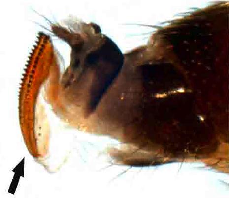 SWD Identification: Female Other Drosophila